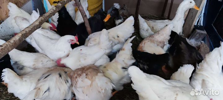 Петух и домашнее куриное яйцо