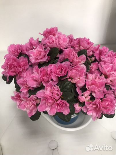 Антуриумы и другие комнатные цветы