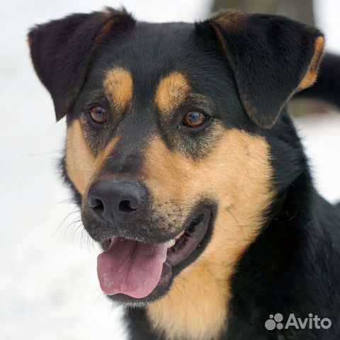 Джек - молодой красавец из приюта