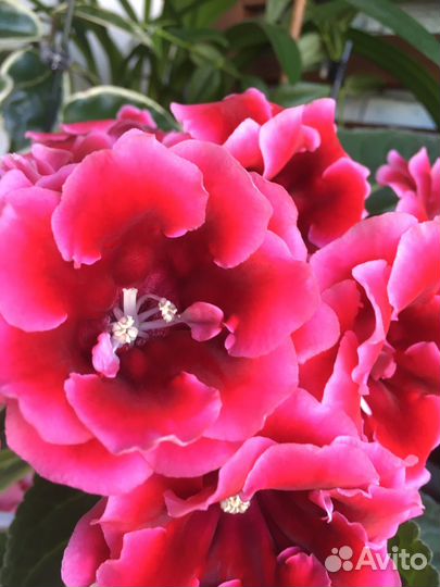 Глоксиния свежесрезаные листочки