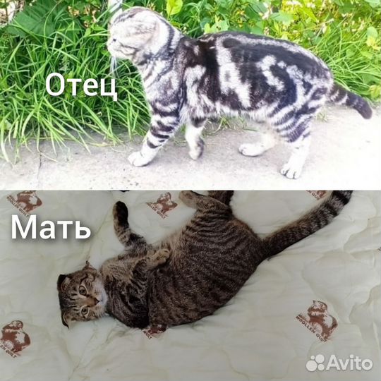 Вислоухие котята.Родились 01.05.24