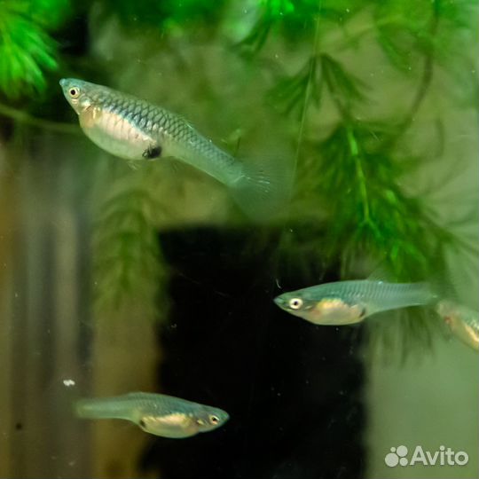 Гуппи эндлера, трубочник изя, креветки синие