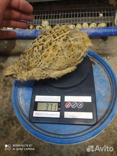 Яйца перепелиные инкубационные