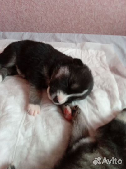 Щенки хаски