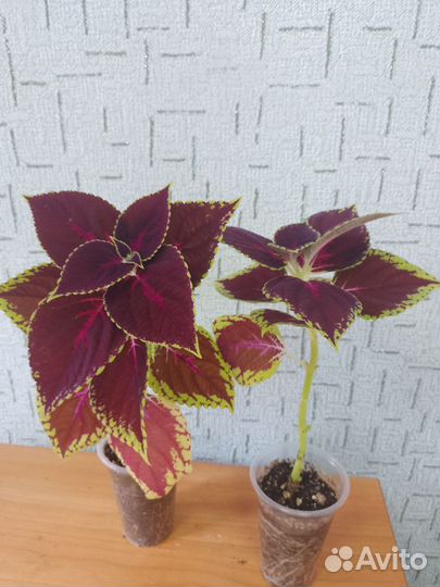 Комнатные растения