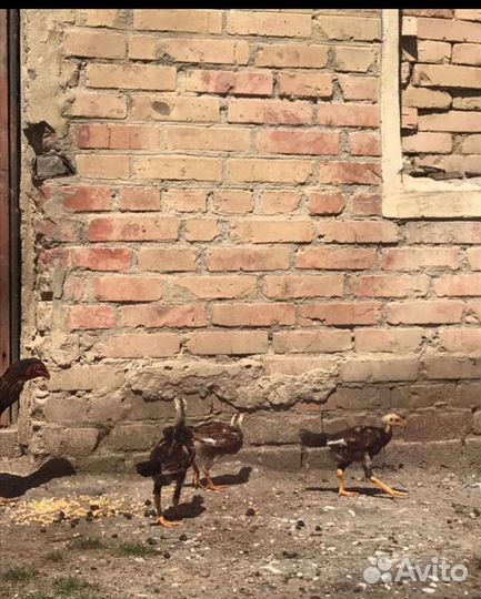 Петух байцовые Шамо
