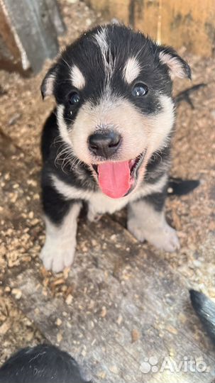 Щенок в добрые руки бесплатно