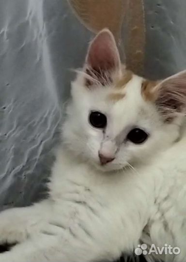 Котенок