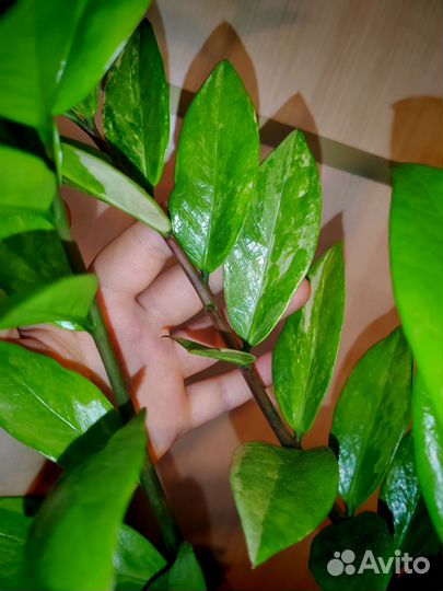 Замиокулькас вариегатный, большой