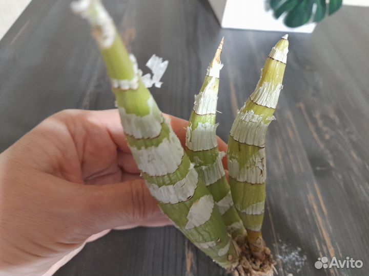 Орхидея морковка Catasandra