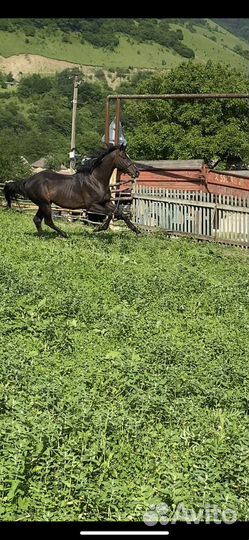 Лошадь Жеребец