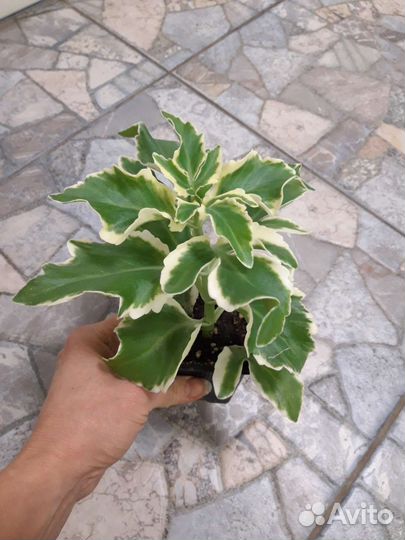 Комнатные растения