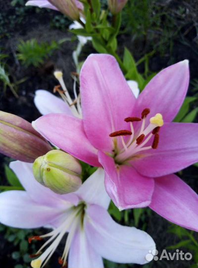 Лилии (саженцы)