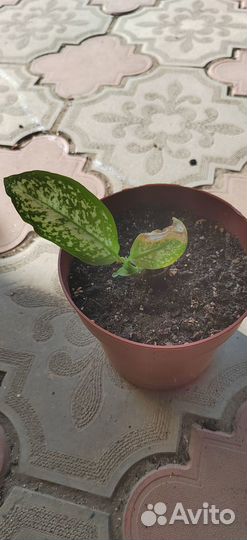 Дифенбахия, аглаомена