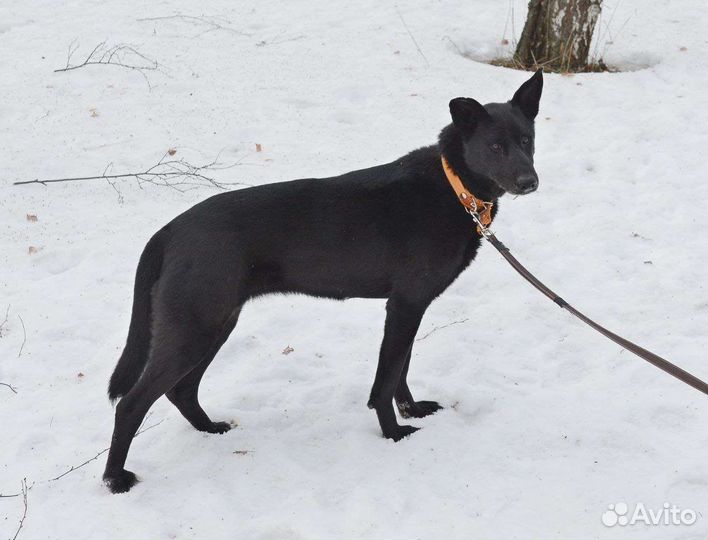 Заберите красавицу из приюта