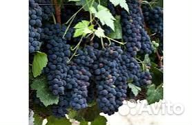 Винный виноград