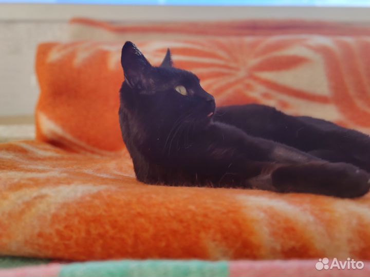 Кошка