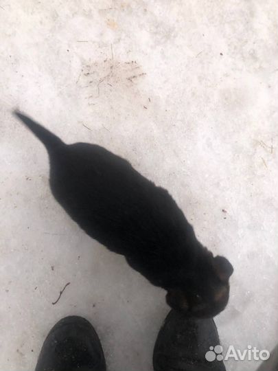 Бильгийская овчарка щенки в добрые руки