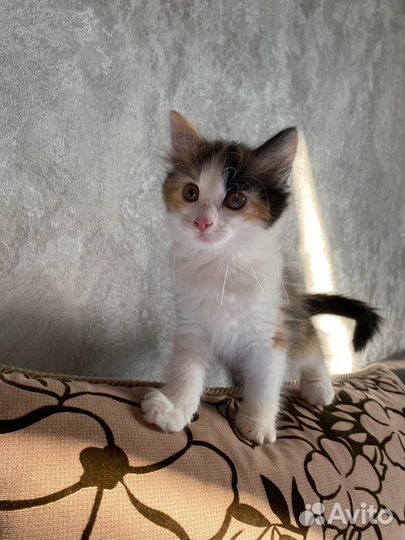 Котенок мальчик