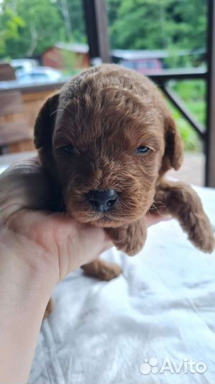 Лабрадудль мини