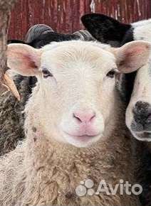 Продам овца