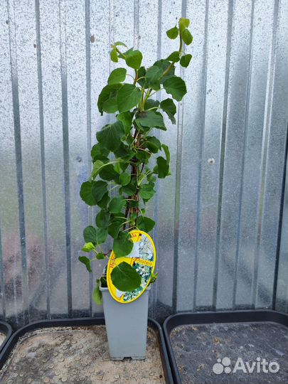 Гортензия черешковая петиоларис