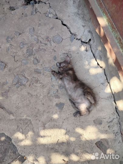 Котята в добрые руки бесплатно