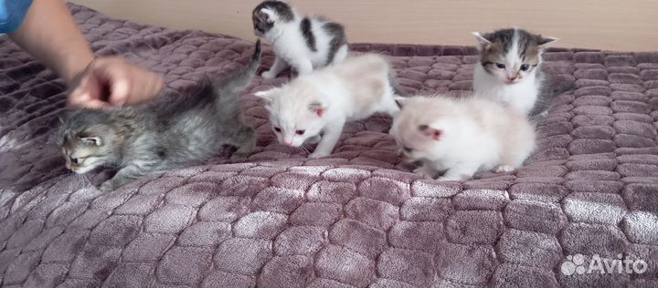 Котята в добрые руки