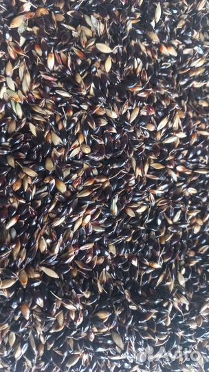 Семена эспарцета,суданки,Люцерны,Разнотравье