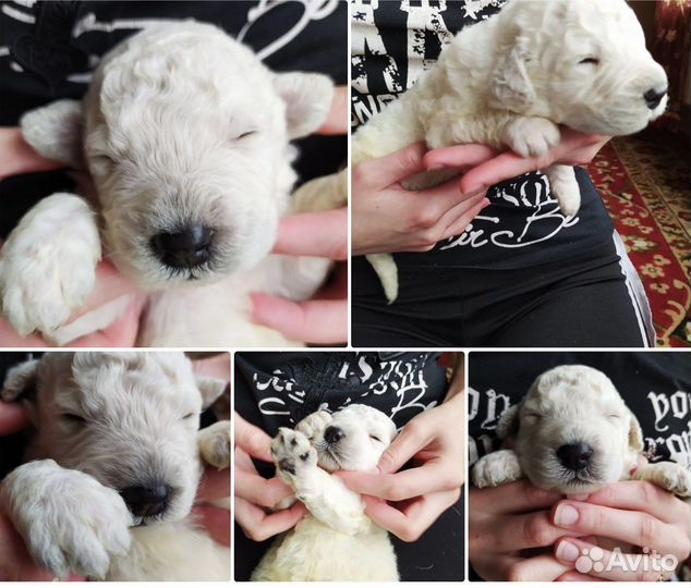 Комондор щеночки дредовых собак