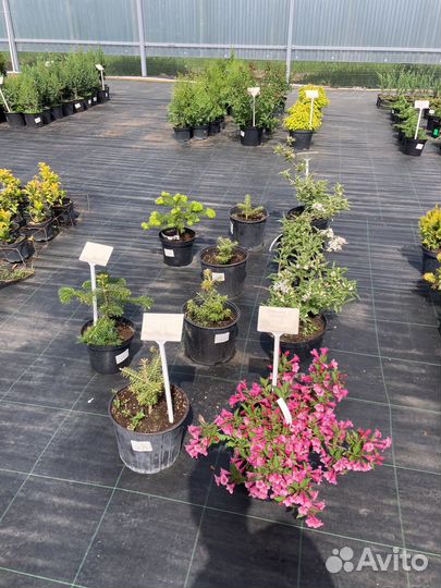 Хвойные декоративные растения