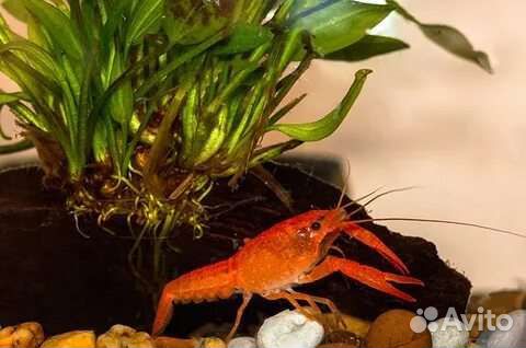 Крабы, раки аквариумные