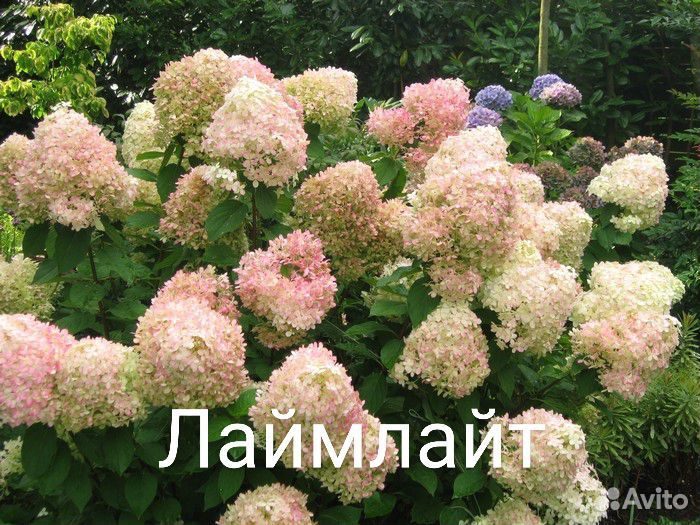 Гортензия метельчатая Лаймлайт Фантом 2-хлетка