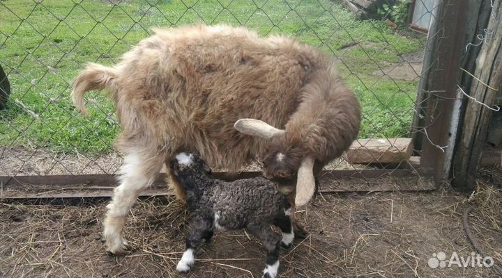 Козы, козлята, козлы