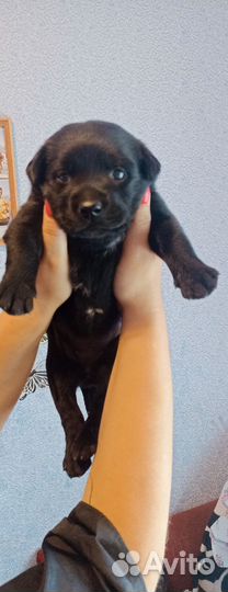 Щенок Лабрадора