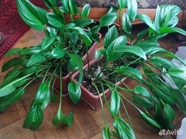 Дримиопсис, есть 2 ящика