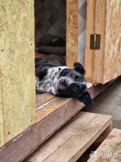 Особенный пёс из приюта ждёт свою семью
