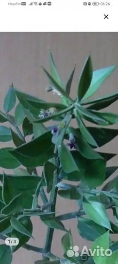 Иглица колючая-рускус