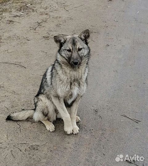 Собаки бесплатно в добрые руки