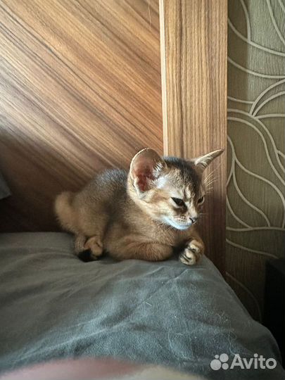 Абиссинский котенок девочка