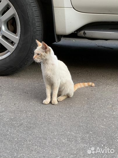 Красивая кошечка Агата