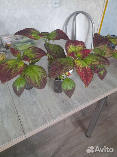 Колеус аватар