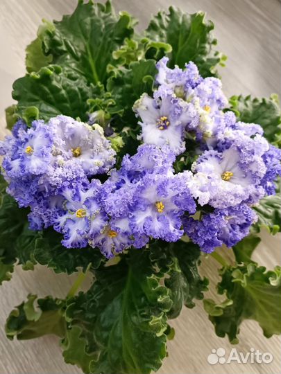 Сортовые фиалки цветущие