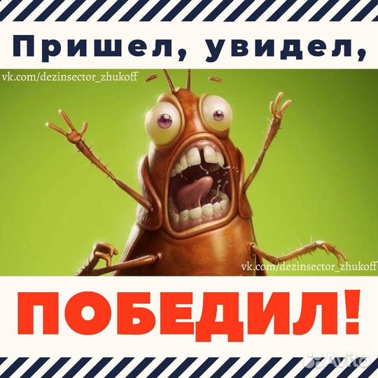 Дезинсекция