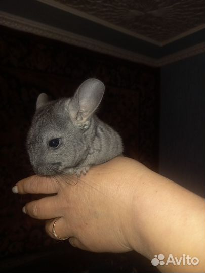 Шиншилла