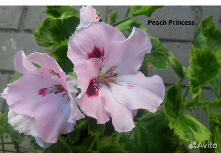 Пеларгония герань