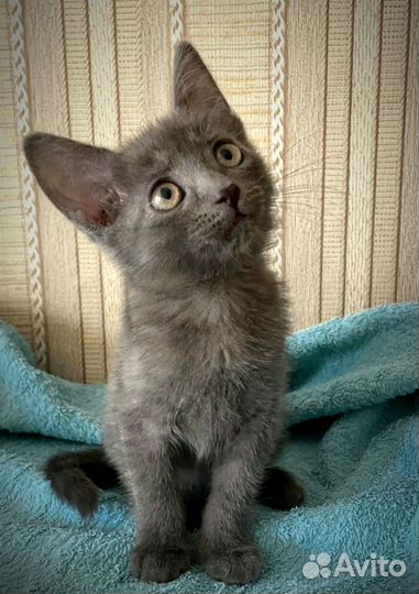 Котик-обормотик ищет дом