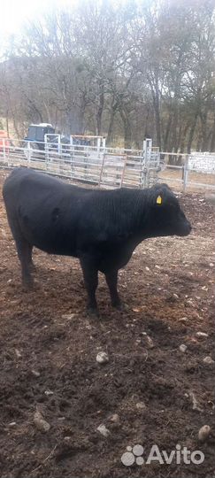 Быки абердин ангус