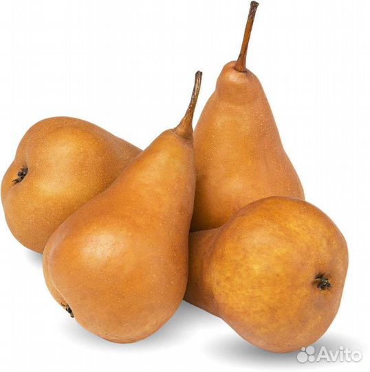 Саженцы Груши разных сортов