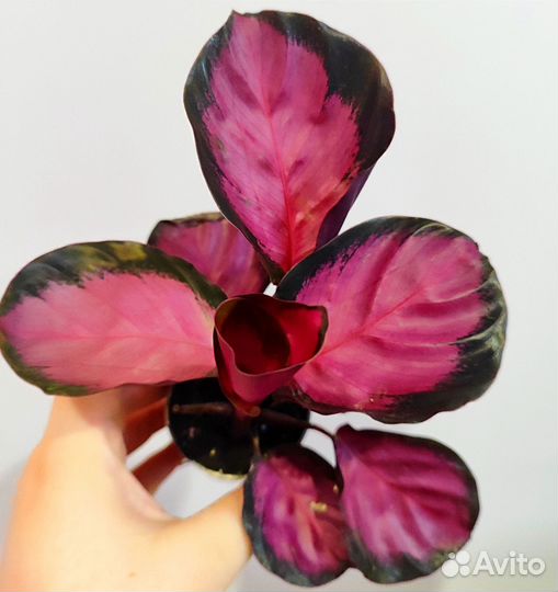 Калатея розеопикта рози d6